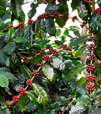 Kávovník arabský Himalaya - Coffea arabica Himalaya - semená - 5 ks