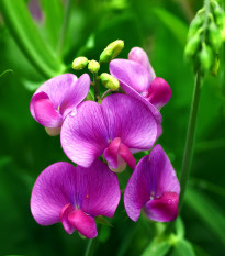 Hrachor voňavý Painted Lady - Lathyrus odoratus - semená - 12 ks