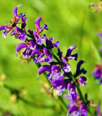 Šalvia lúčna - Salvia pratensis - semená - 150 ks