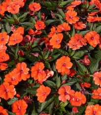 Netýkavka Accent oranžová F1 - Impatiens walleriana - semená - 15 ks