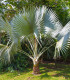 Palma konopná - Trachycarpus fortunei - semená - 2 ks