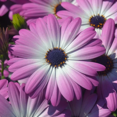 Africká sedmokráska - Osteospermum eclonis asti mix - semená - 6 ks