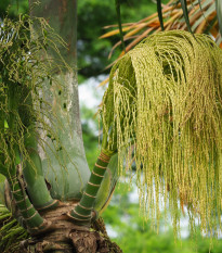 Palma fľašová - Hyophorbe lagenicaulis - semená - 3 ks