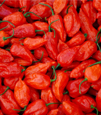 Chilli Naga Viper - Capsicum chinense - semená - 6 ks