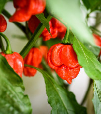 Chilli Trinidad Scorpion Moruga - Capsicum chinense - semená - 5 ks