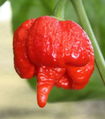 Chilli Trinidad Scorpion Butch - Capsicum chinense - semená - 5 ks