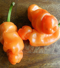 Chilli Peter Orange - Capsicum chinense - semená - 5 ks