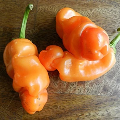 Chilli Peter Orange - Capsicum chinense - semená - 5 ks