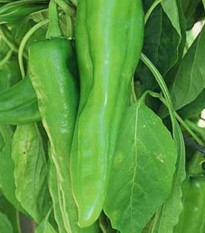 Chilli Velký Jim - Capsicum annuum - semená - 7 ks