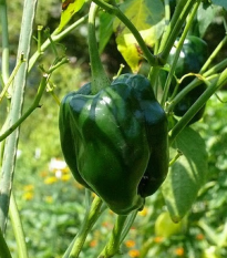 Chilli Ancho - Capsicum annuum - semená - 6 ks