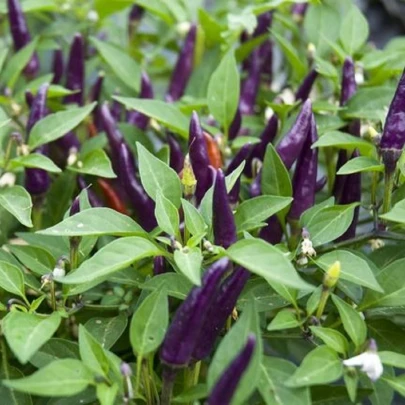 Chilli Jalapeno fialové - Capsicum annuum - semená - 6 ks