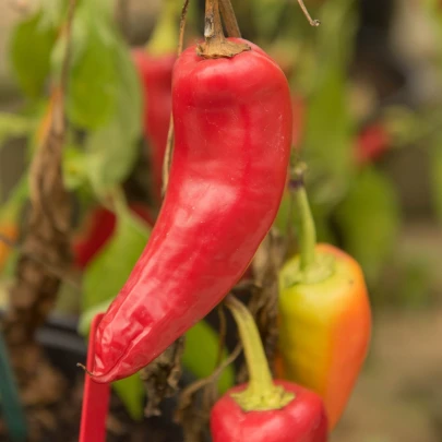 Chilli Maďarský vosk - Capsicum annuum - semená - 6 ks