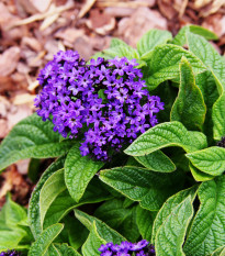 Skrutec peruánsky Marine - Heliotropium arborescens - semená - 40 ks