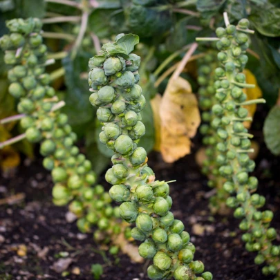 Kel ružičkový Groninger - Brassica oleracea - semená - 50 ks