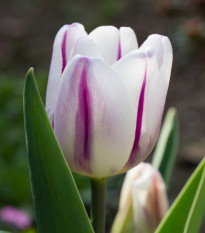 Tulipán Striped Flag - Tulipa - predaj cibuľovín - 3 ks