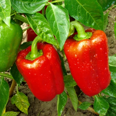 Paprika Bendigo F1 - Capsicum annuum - semená - 5 ks