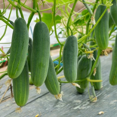 Uhorka šalátová Picolino F1 - Cucumis sativus - semená - 4 ks