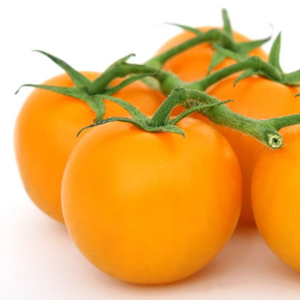 Paradajka Goldkrone - Solanum lycopersicum - semená - 10 ks