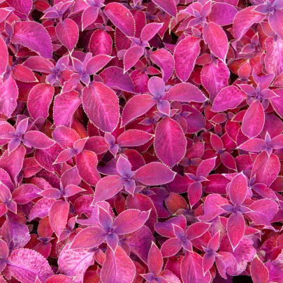 Africká pŕhľava Wizard Velvet Red - Coleus blumei - semená - 30 ks