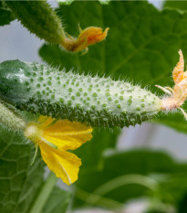 Uhorka nakladačka Dafne F1 - Cucumis sativus - semená - 20 ks