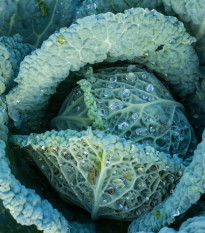 Kel hlávkový neskorý Langedijský - Brassica oleracea L. - semená - 160 ks