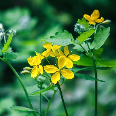 Lastovičník väčší - Chelidonium majus - semená - 100 ks