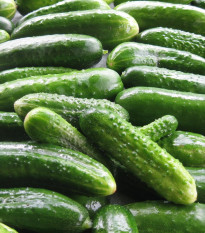 Uhorka nakladačka Harriet F1 - Cucumis sativus - semená - 20 ks