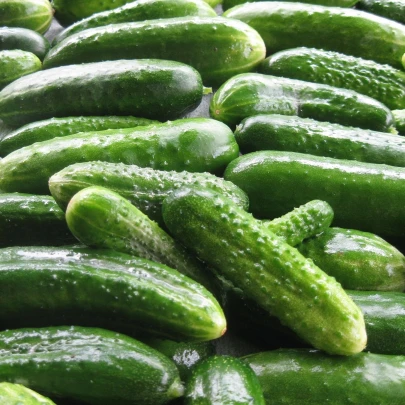 Uhorka nakladačka Harriet F1 - Cucumis sativus - semená - 20 ks