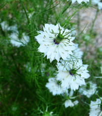 Černuška siata - Rasca čierna - Nigella sativa - semená - 25 ks