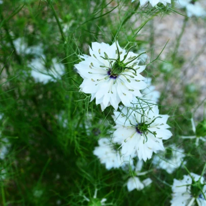 Černuška siata - Rasca čierna - Nigella sativa - semená - 25 ks