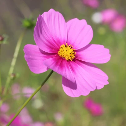 Krasuľka perovitá Sonata - Cosmos bipinnatus - semená - 15 ks