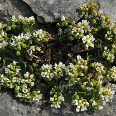 Lyžičník lekársky - Cochleria officinalis - semená - 20 ks