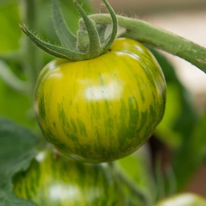 BIO paradajka Zelená zebra - Solanum lycopersicum - bio semená - 6 ks