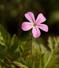 BIO Pakost smradľavý - Geranium robertianum - bio semená - 10 ks