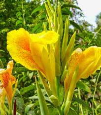 Kana Yellow Humbert - Canna - cibuľoviny - 1 ks