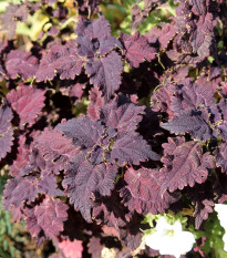 Africká pŕhľava Wizard Black Dragon - Coleus blumei - semená - 30 ks