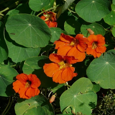 Kapucínka väčšia Tom Pouce - Tropaeolum Majus - semená - 15 ks