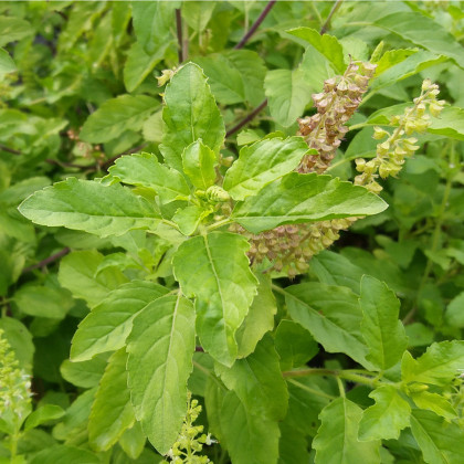 Bazalka indická Tulsi - Ocimum tenuiflorum - semená - 50 ks