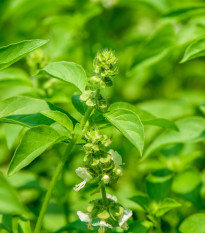 Bazalka citrónová - Ocimum basilicum citriodorum - semená - 100 ks