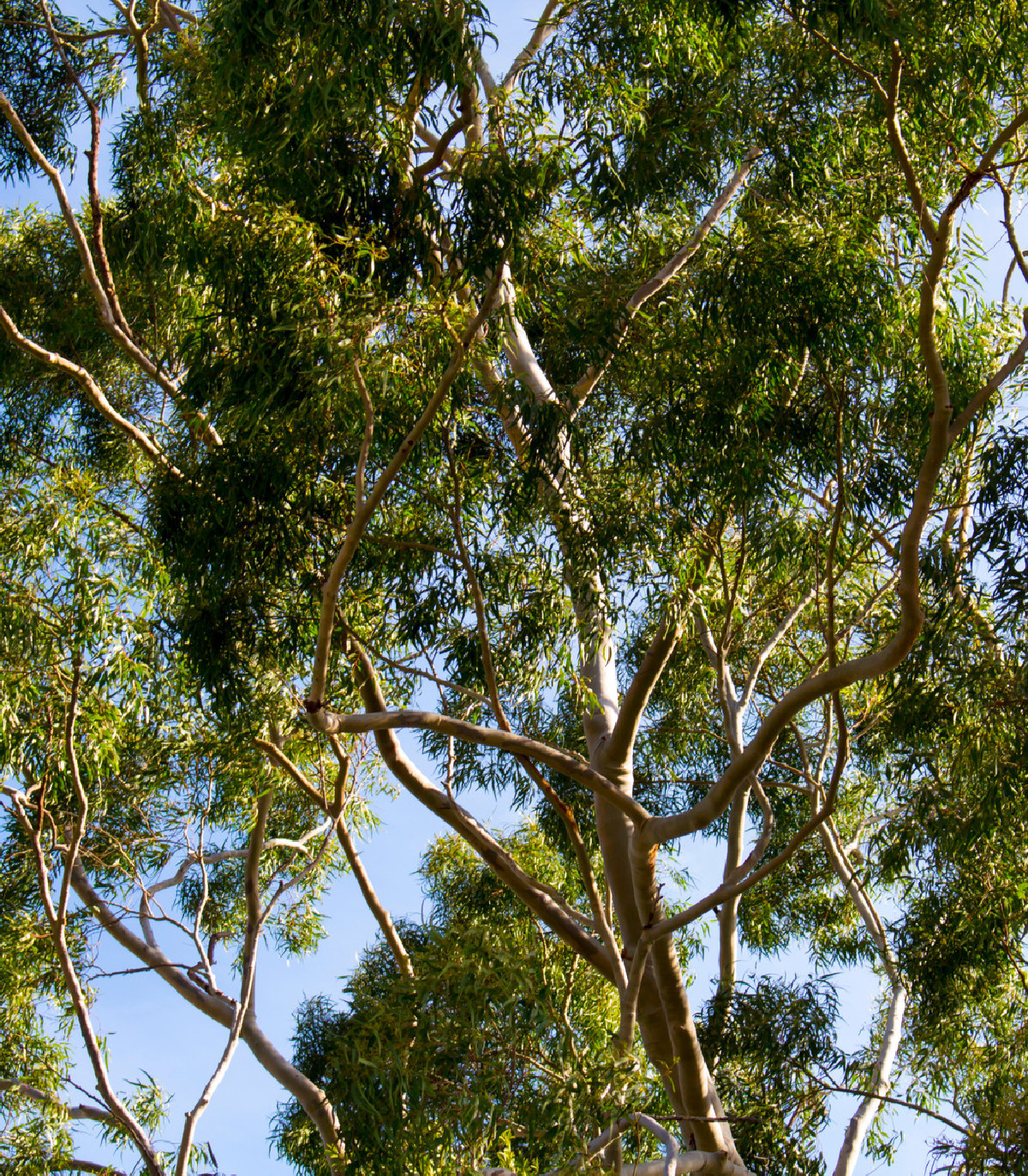 Eukalyptus citrónový - Corymbia citriodora - semená - 5 ks