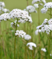 Bedrovník obyčajný - Pimpinella saxifraga - semená - 50 ks