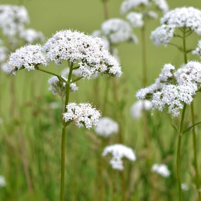 Bedrovník obyčajný - Pimpinella saxifraga - semená - 50 ks