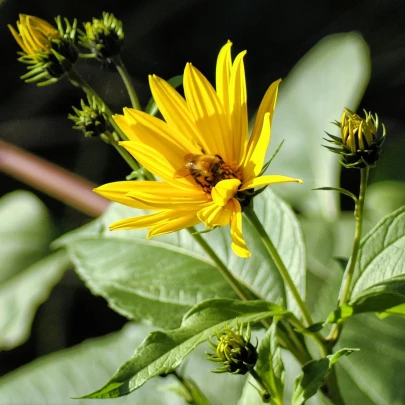 Topinambur - Helianthus tuberosus - voľnokorenné sadenice topinamburu - 1 ks