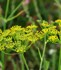 Fenikel obyčajný - Foeniculum vulgare - semená - 100 ks