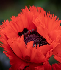 Mak východný Turkenlouis - Papaver rhoeas - voľnokorenné sadenice maku - 1 ks