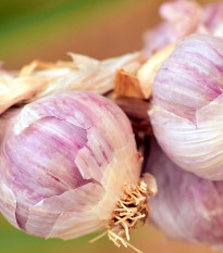 Sadbový cesnak Sultop - Allium sativum - paličiak - cibule cesnaku - 1 balenie