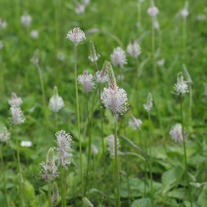 BIO skoroceľ Minutina - Plantago coronopus - bio semená - 500 ks