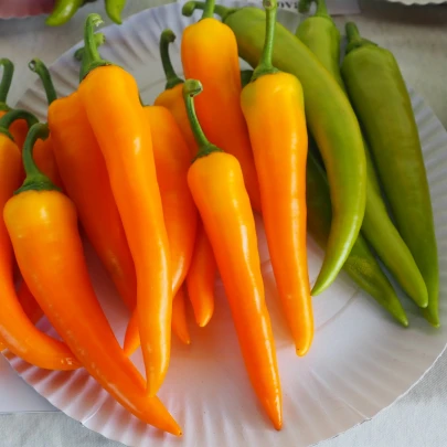 Paprika kozí/baraní roh Harvey - Capsicum annuum - semená - 40 ks