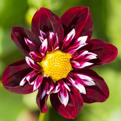 Georgína premenlivá Dandy zmes - Dahlia Variabilis - semená - 14 ks