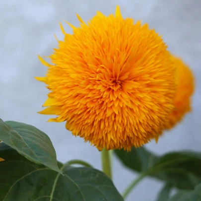 Slnečnica ročná Teddy Bear - Helianthus annuus - semená - 15 ks